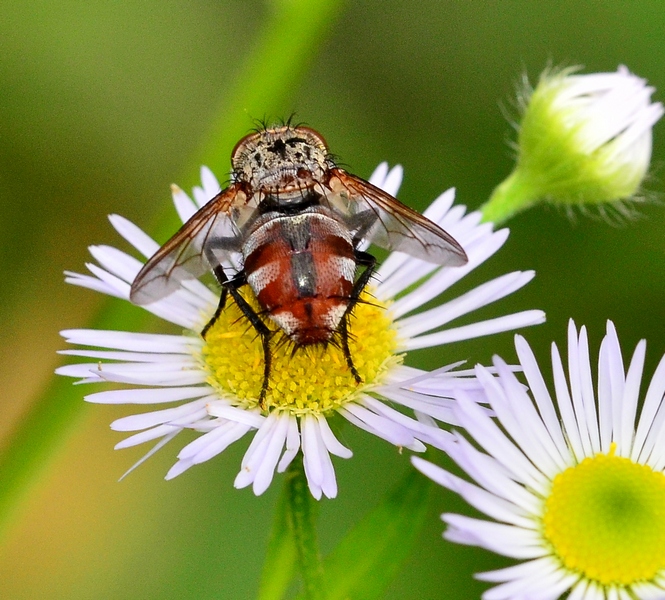 Tachinidae